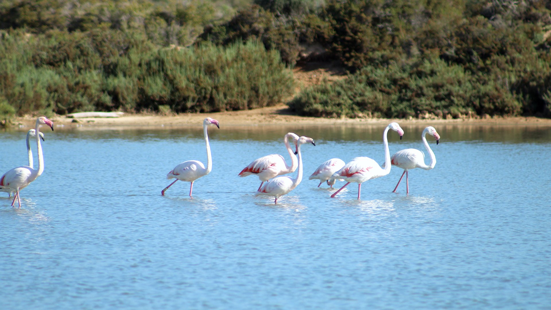 Ses Salines