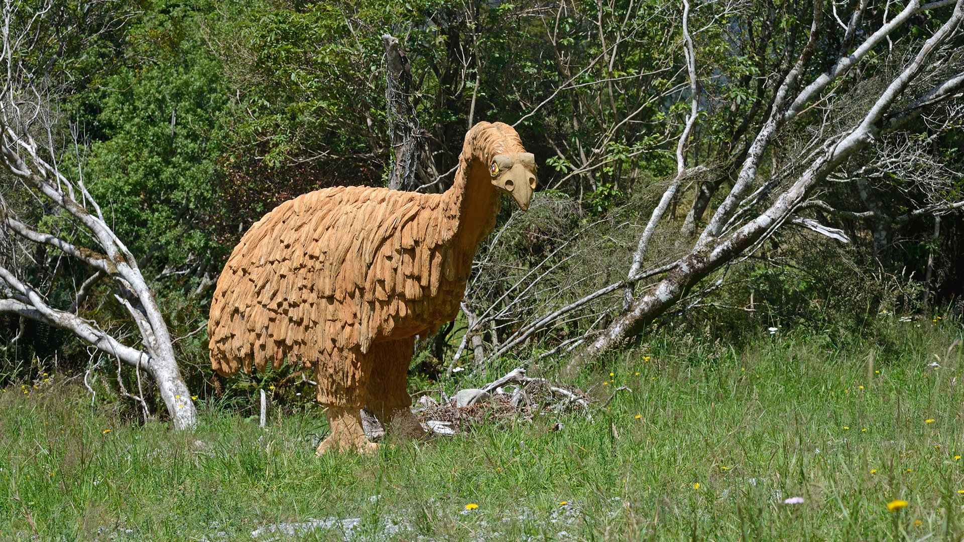 moa