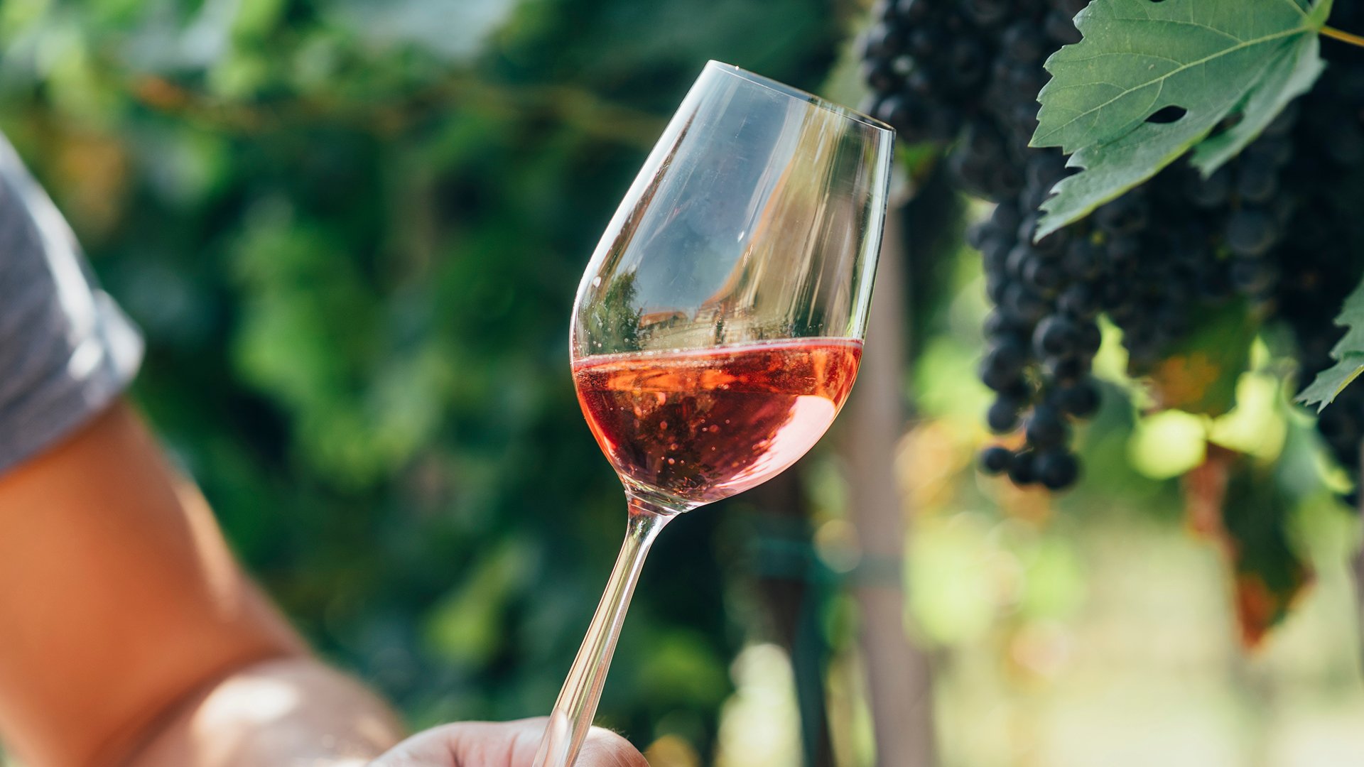 wino