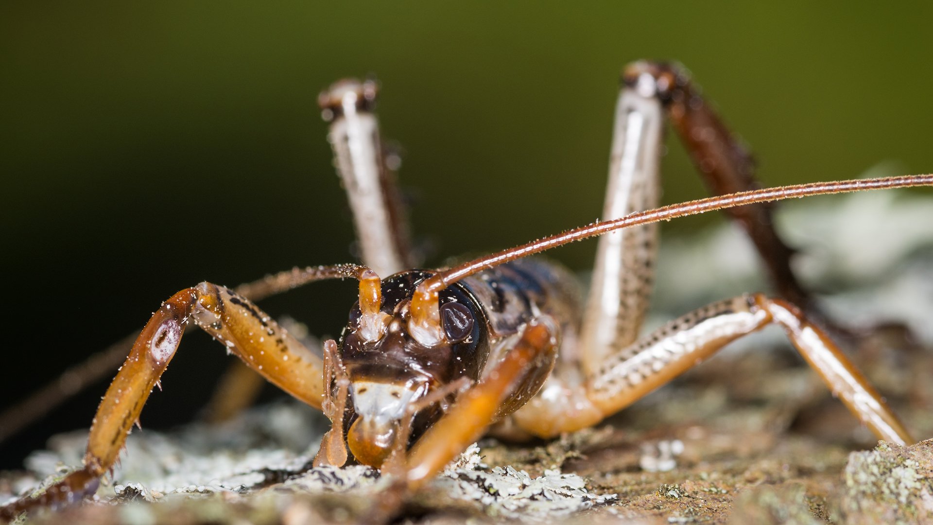 Wētā