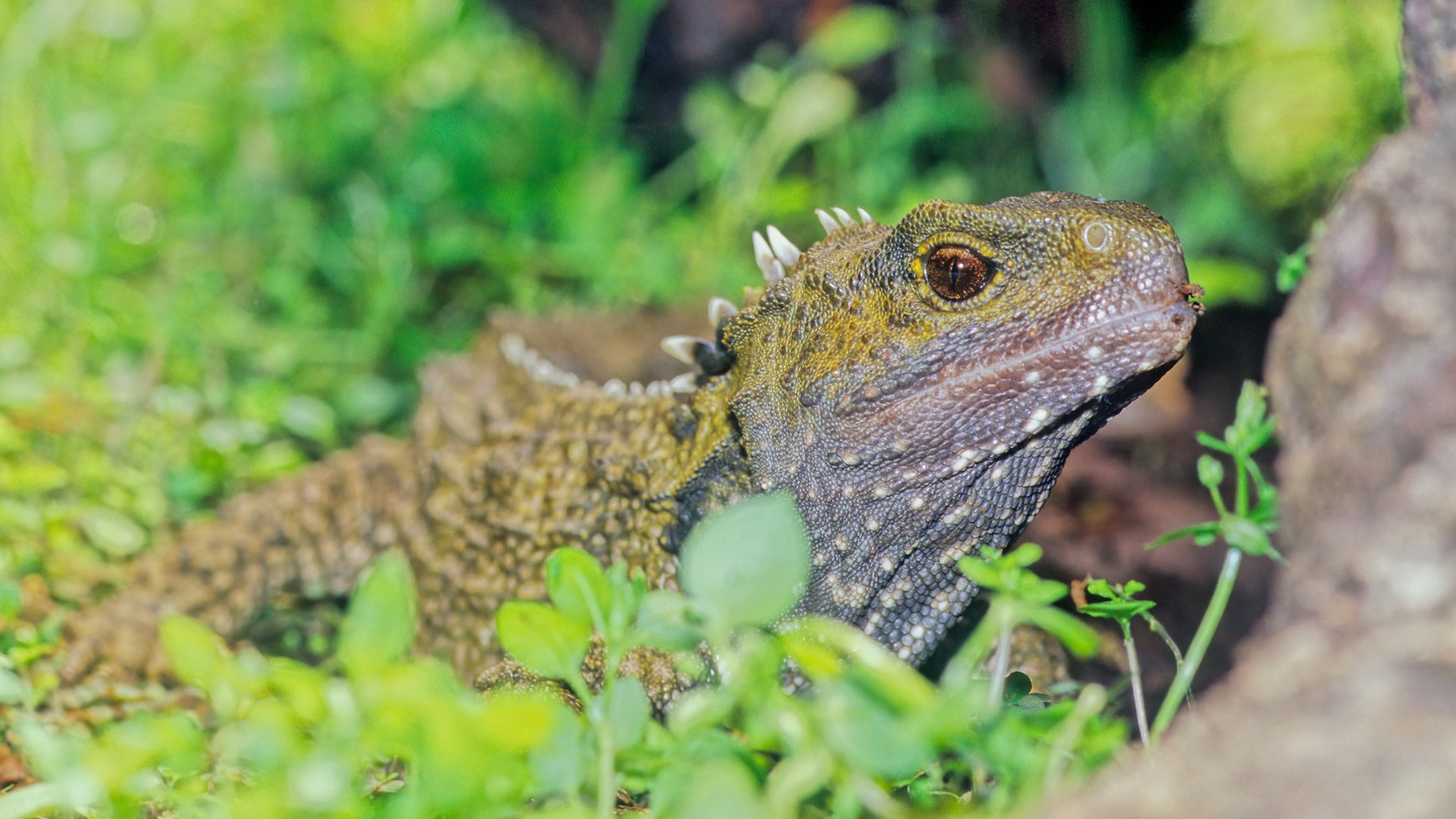 tuatara