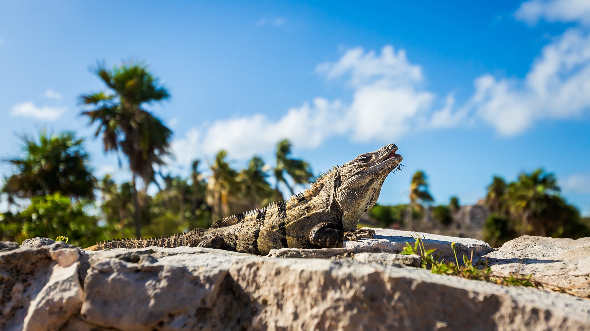 Iguana