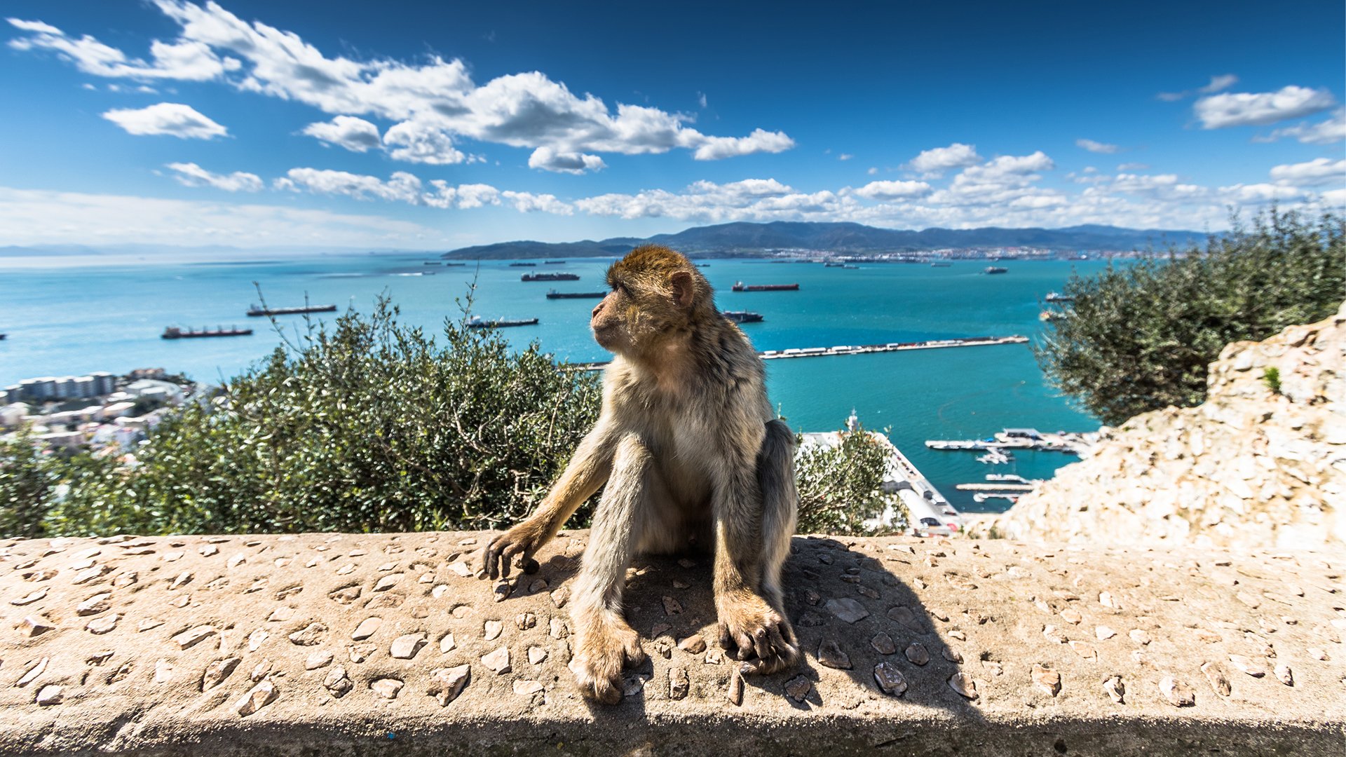 Małpka na Skale Gibraltarskiej