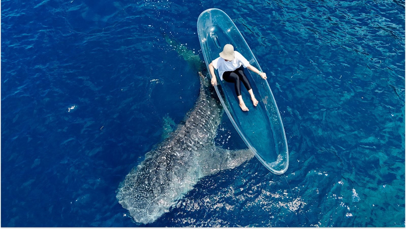 czy-w-egipcie-sa-rekiny-galeria-1