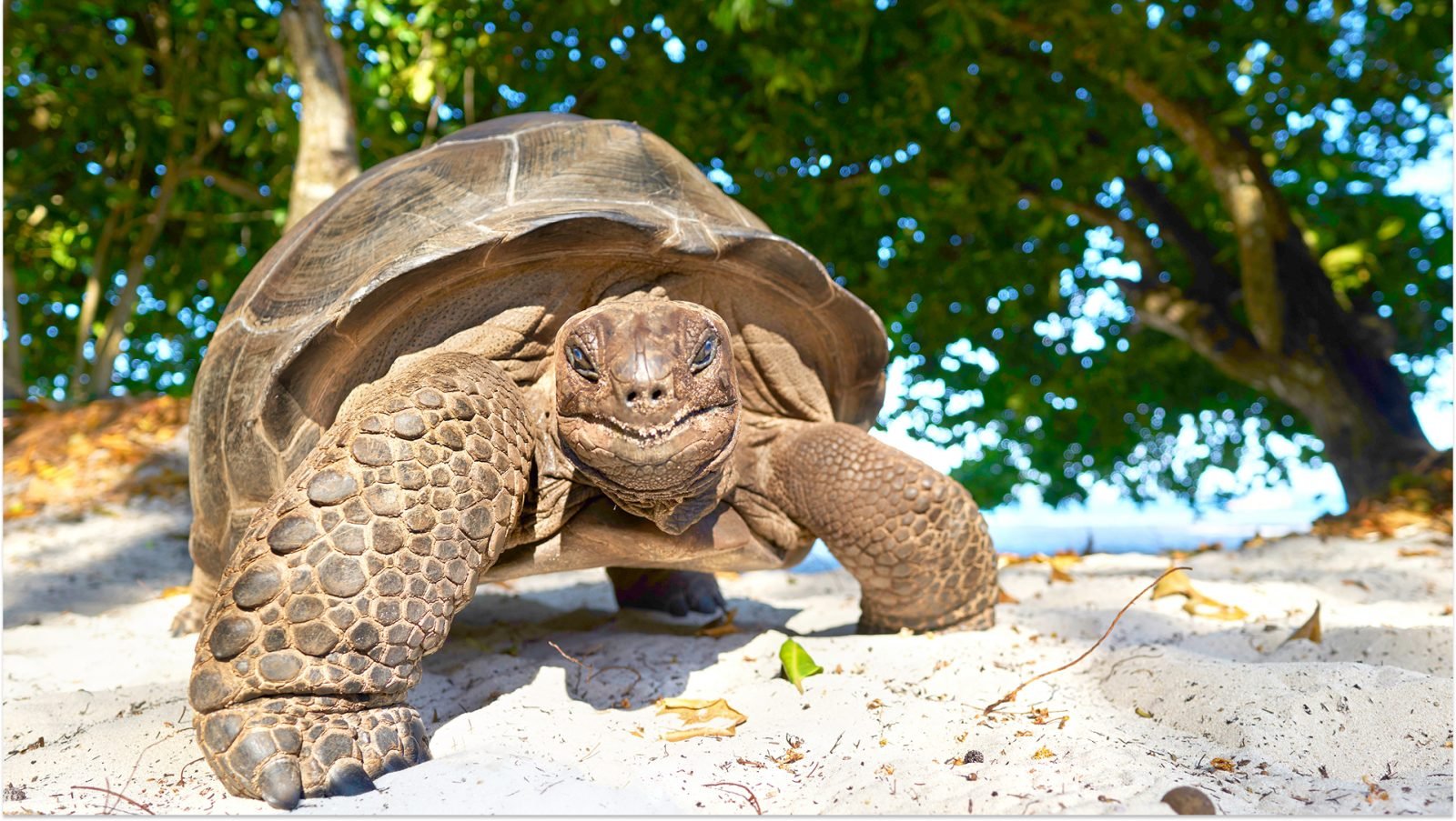 Żółw na plaży, Seszele