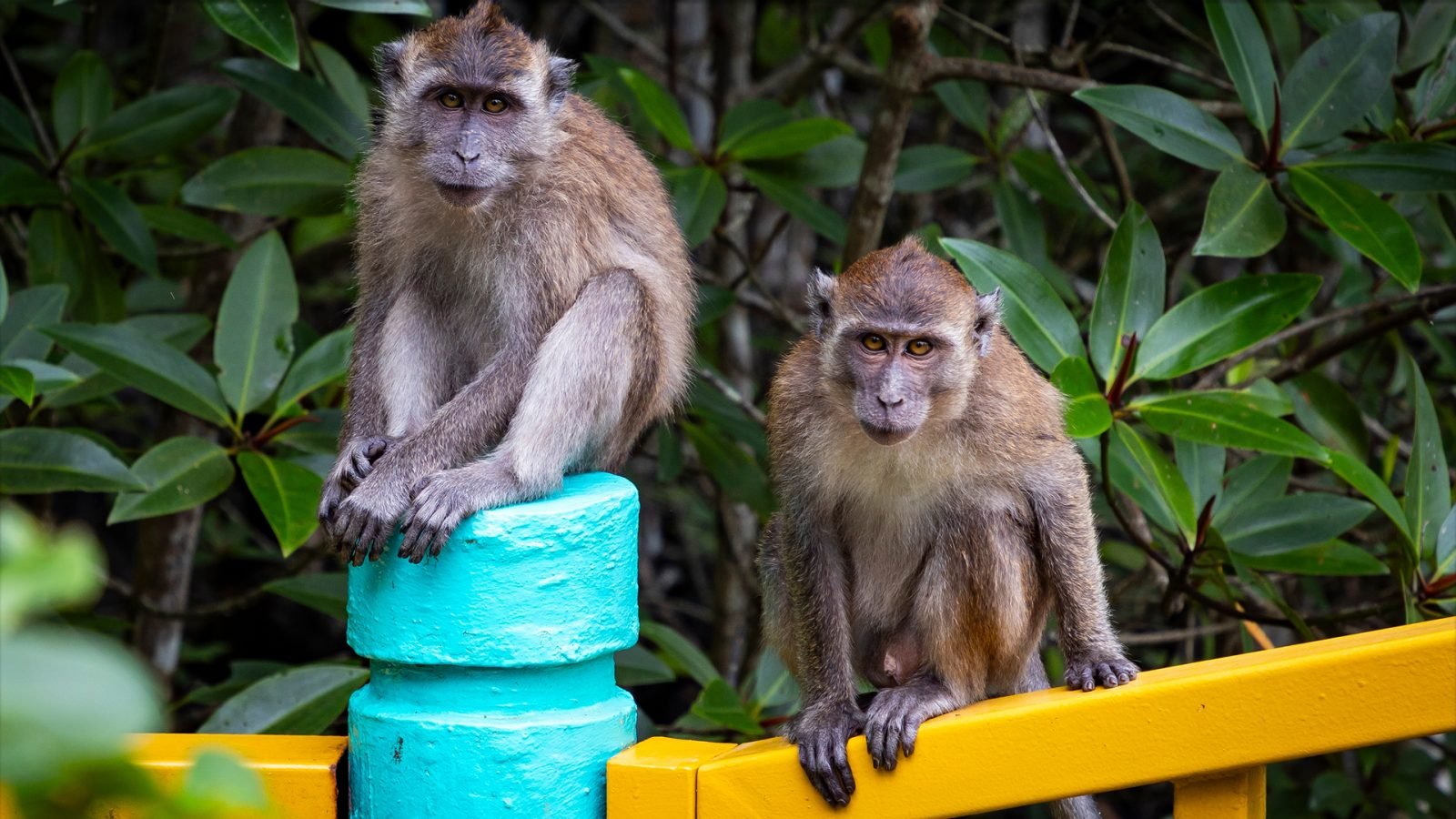 Małpki na poręczy, Malezja