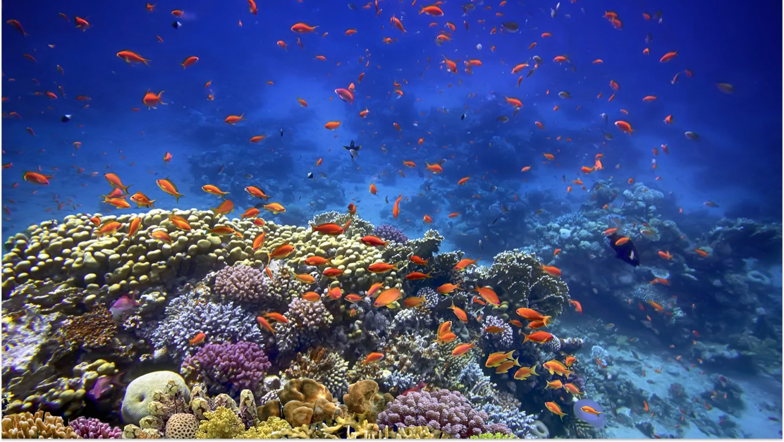 czy-w-egipcie-sa-rekiny-galeria-1