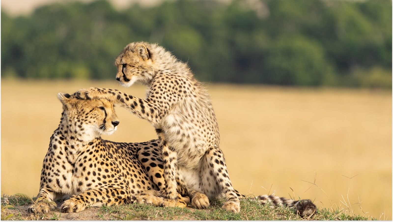 Matka gepard i syn bawią się w masajskim maraonie