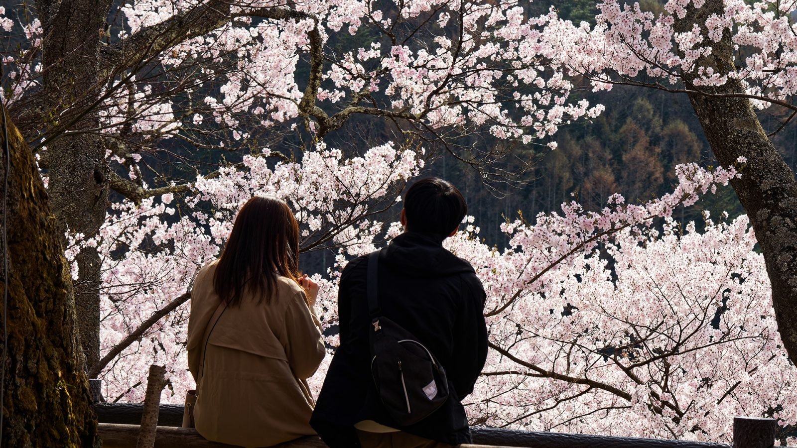 Para siedzi na drewnianej ławce pod drzewami sakura, ciesząc się panoramicznym widokiem i hanami