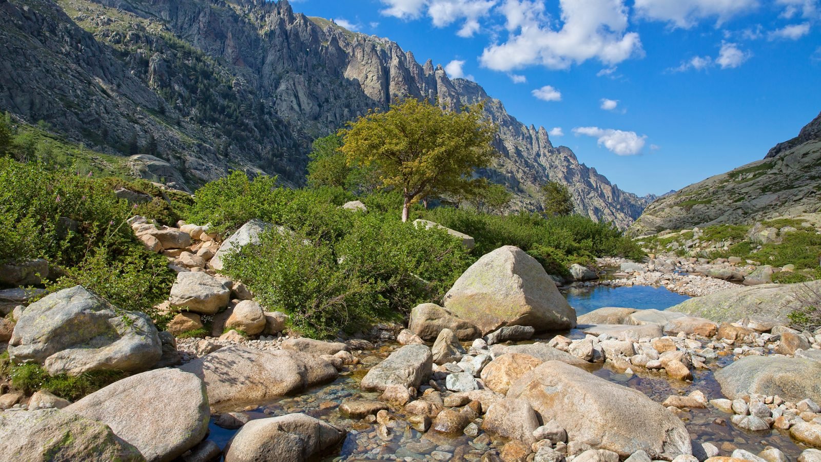 Wąwozy Restonica, sosny, skały i dolina w środkowej części Korsyki. Dziki krajobraz doliny Restonica z krystalicznie czystą górską rzeką i górami, Korsyka, Francja.