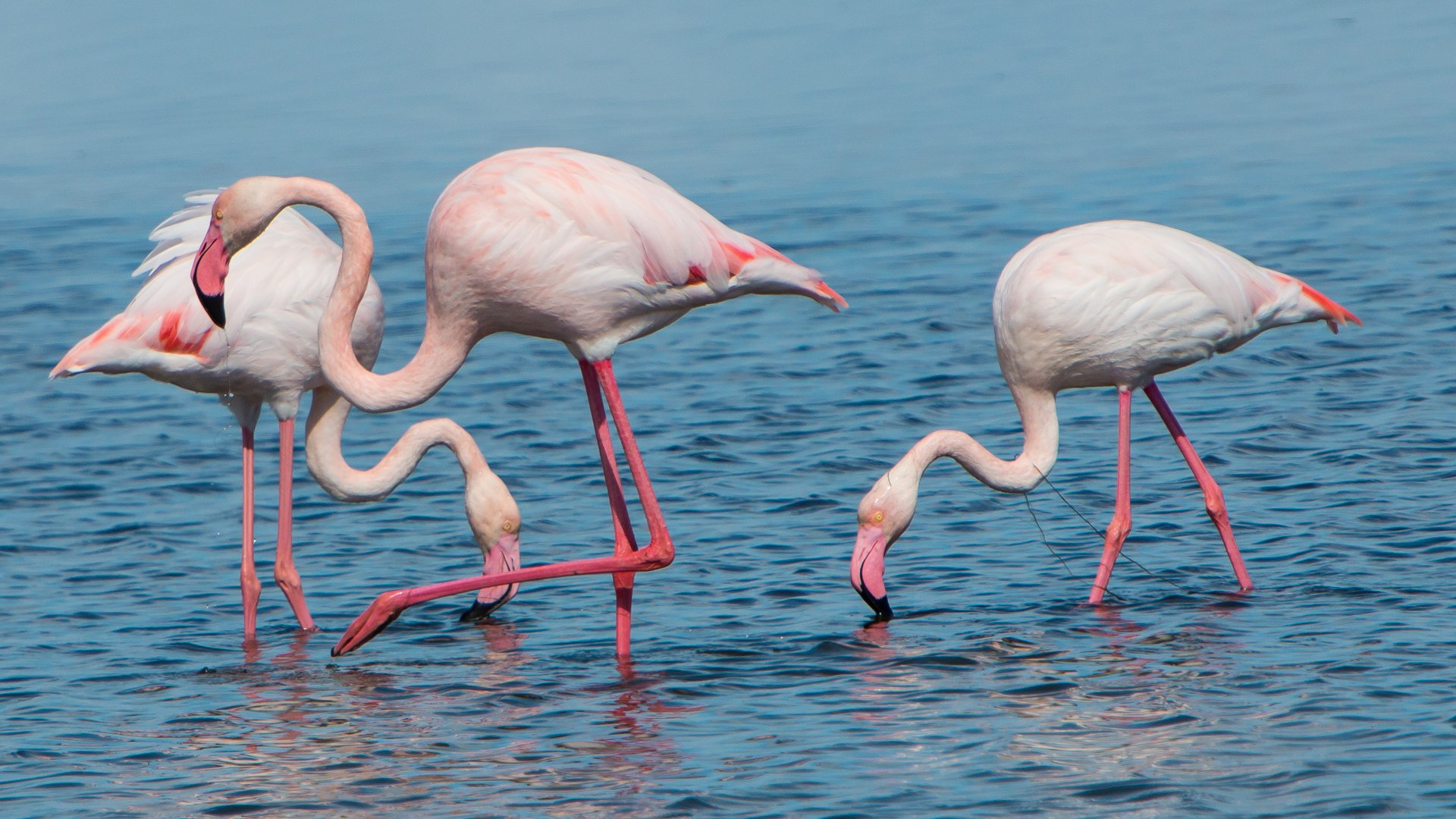 flamingi w hiszpanii