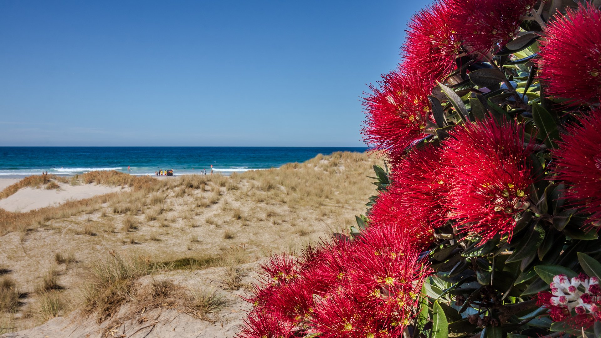 Pōhutukawa