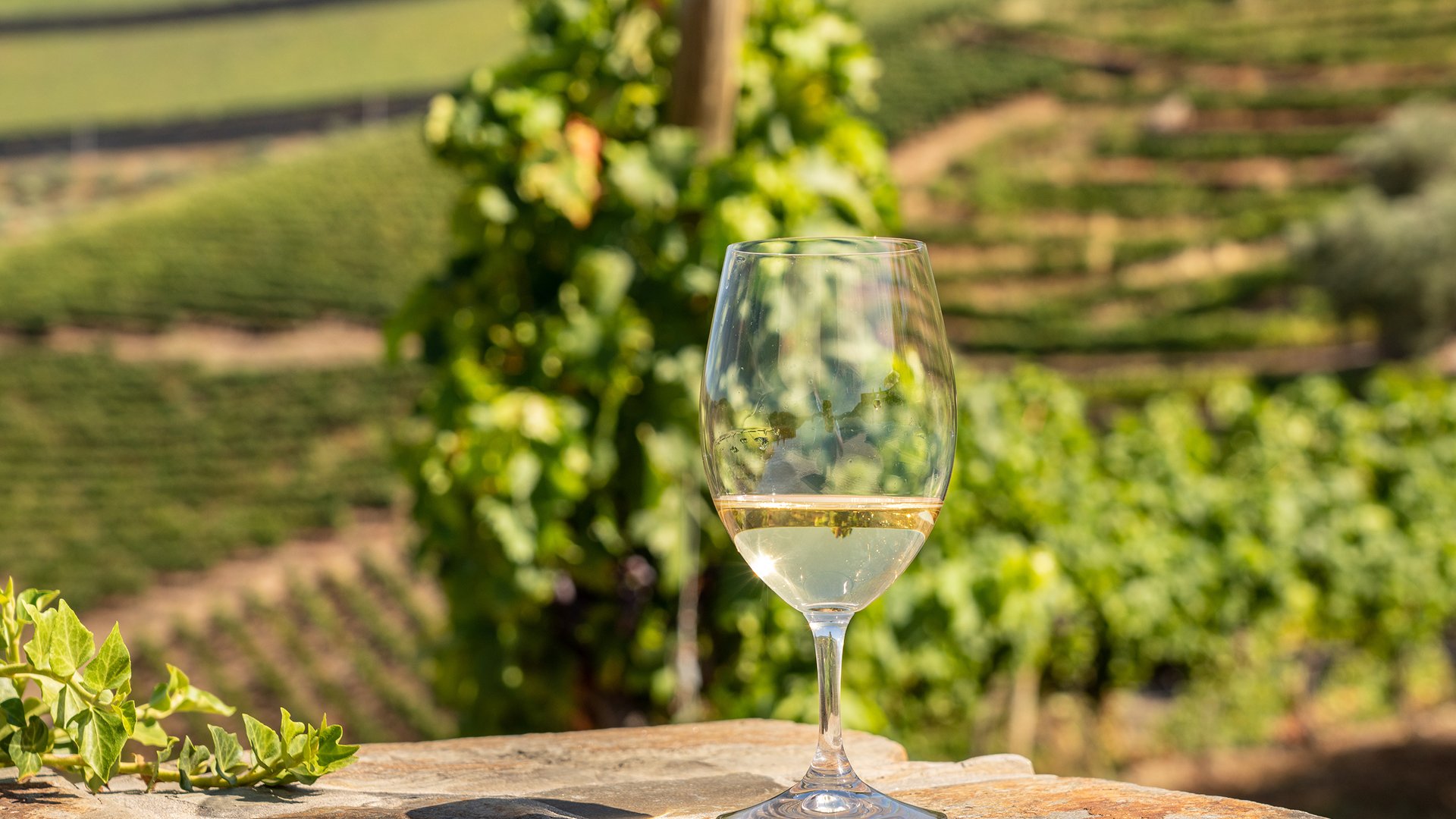 Vinho verde