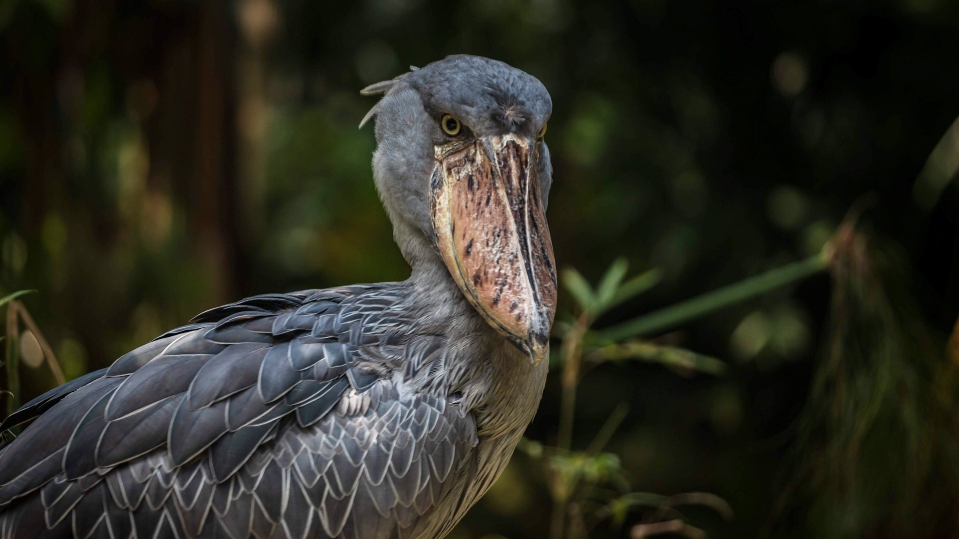Shoebill