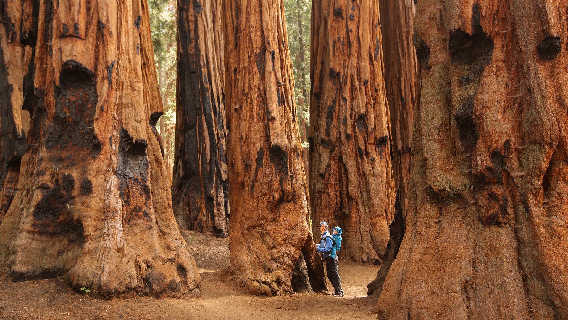 Park Narodowy i Parki Stanowe Redwood