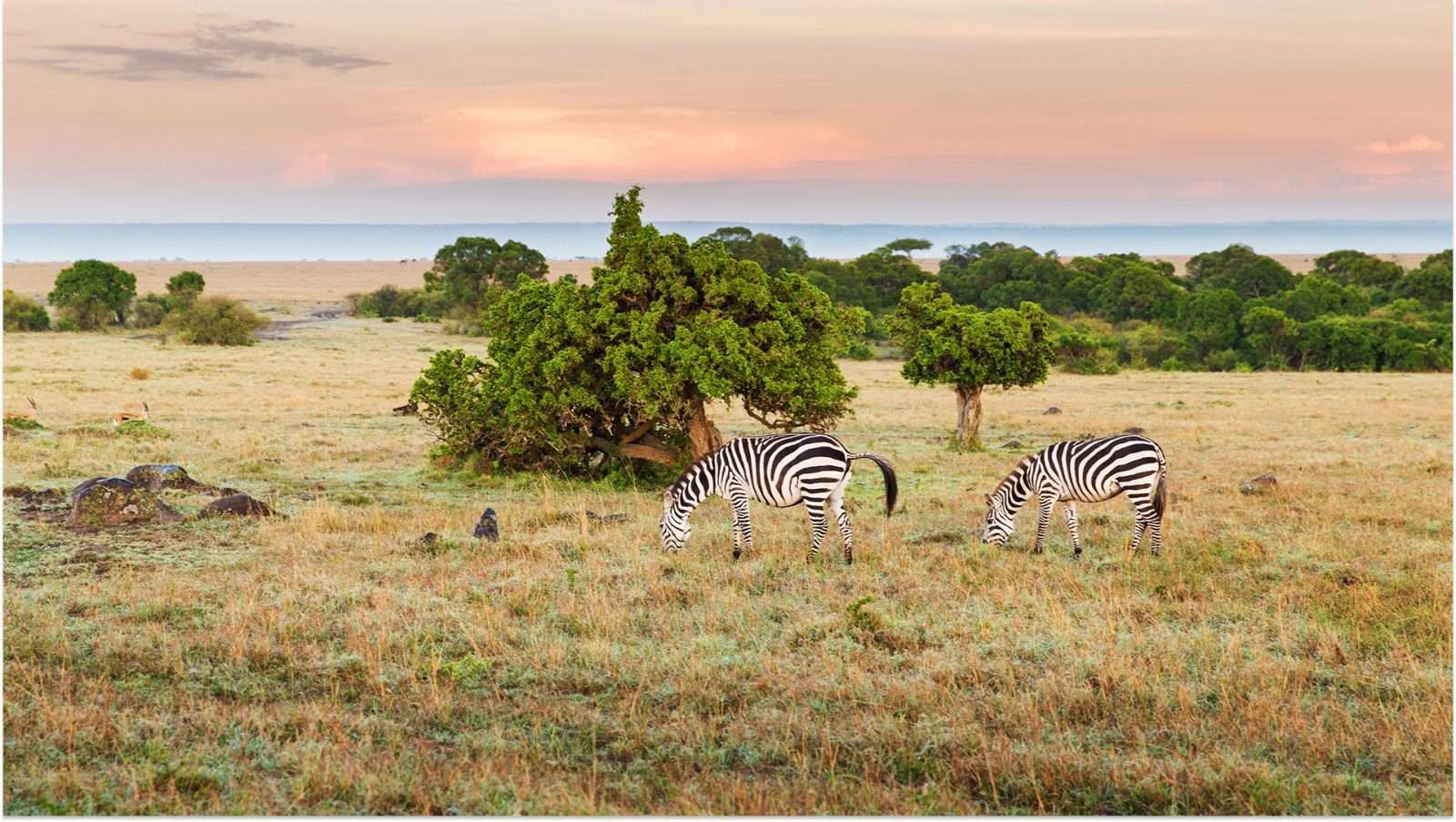 Stado zebr pasących się na sawannie w rezerwacie narodowym Maasai Mara w Afryce.