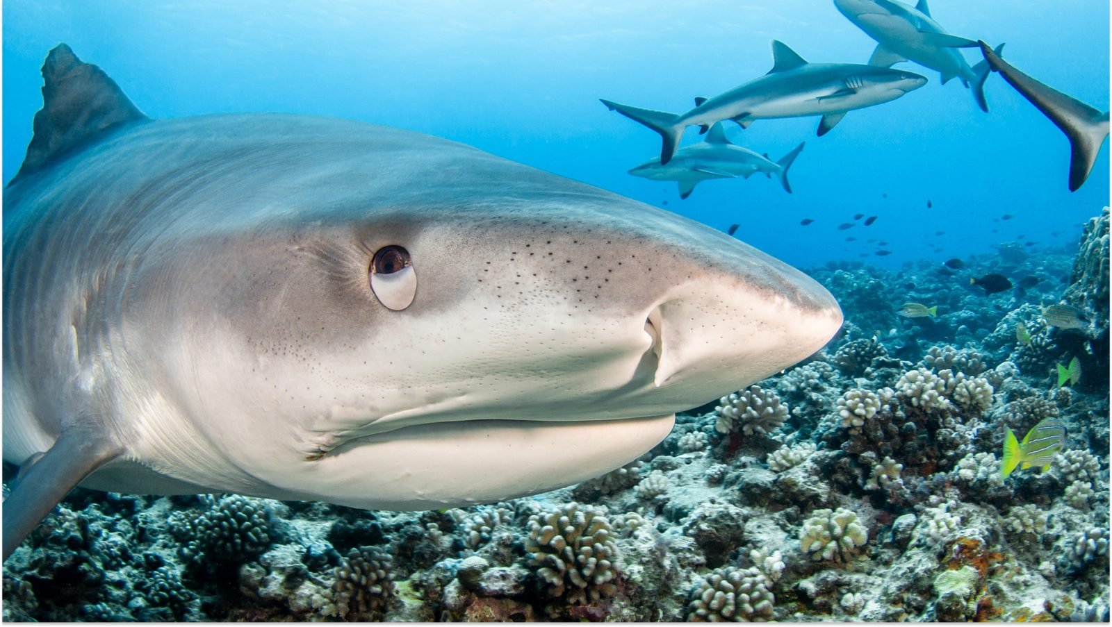 czy-w-egipcie-sa-rekiny-galeria-2