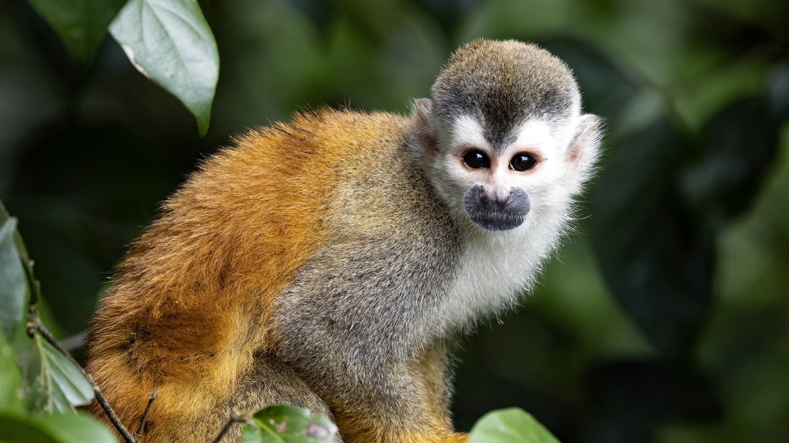 Mała małpka w Kostaryce