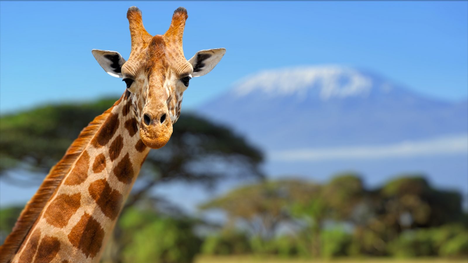 Żyrafa na tle Kilimandżaro, Kenia