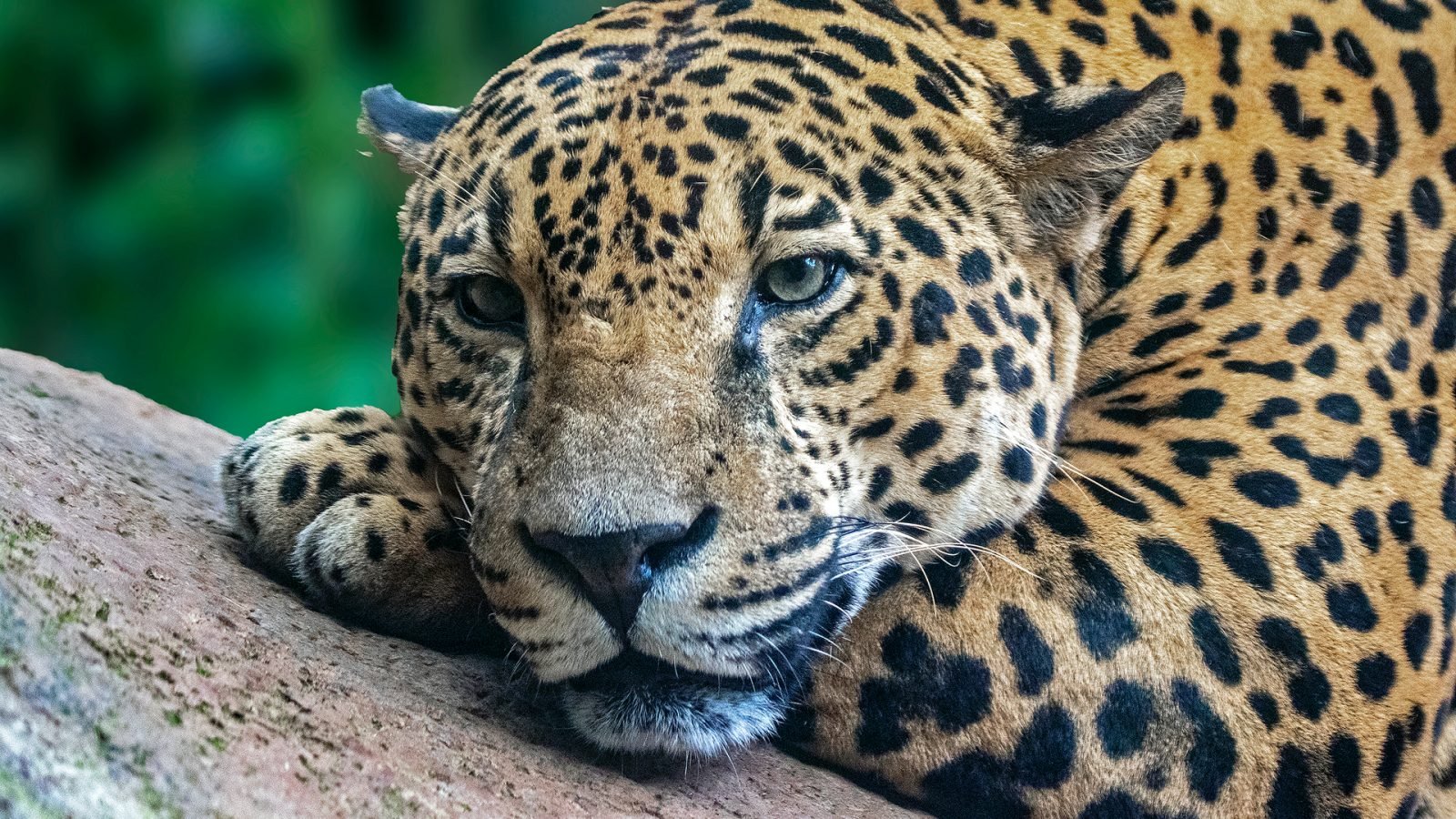 Jaguar