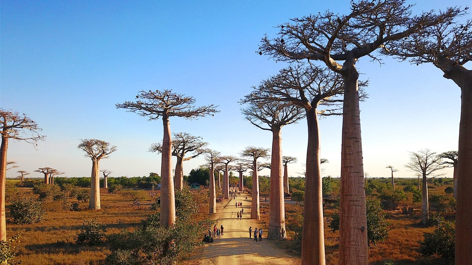 Baobaby na Madagaskarze