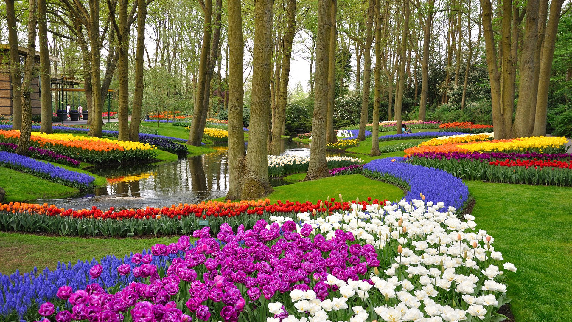 tulipany
