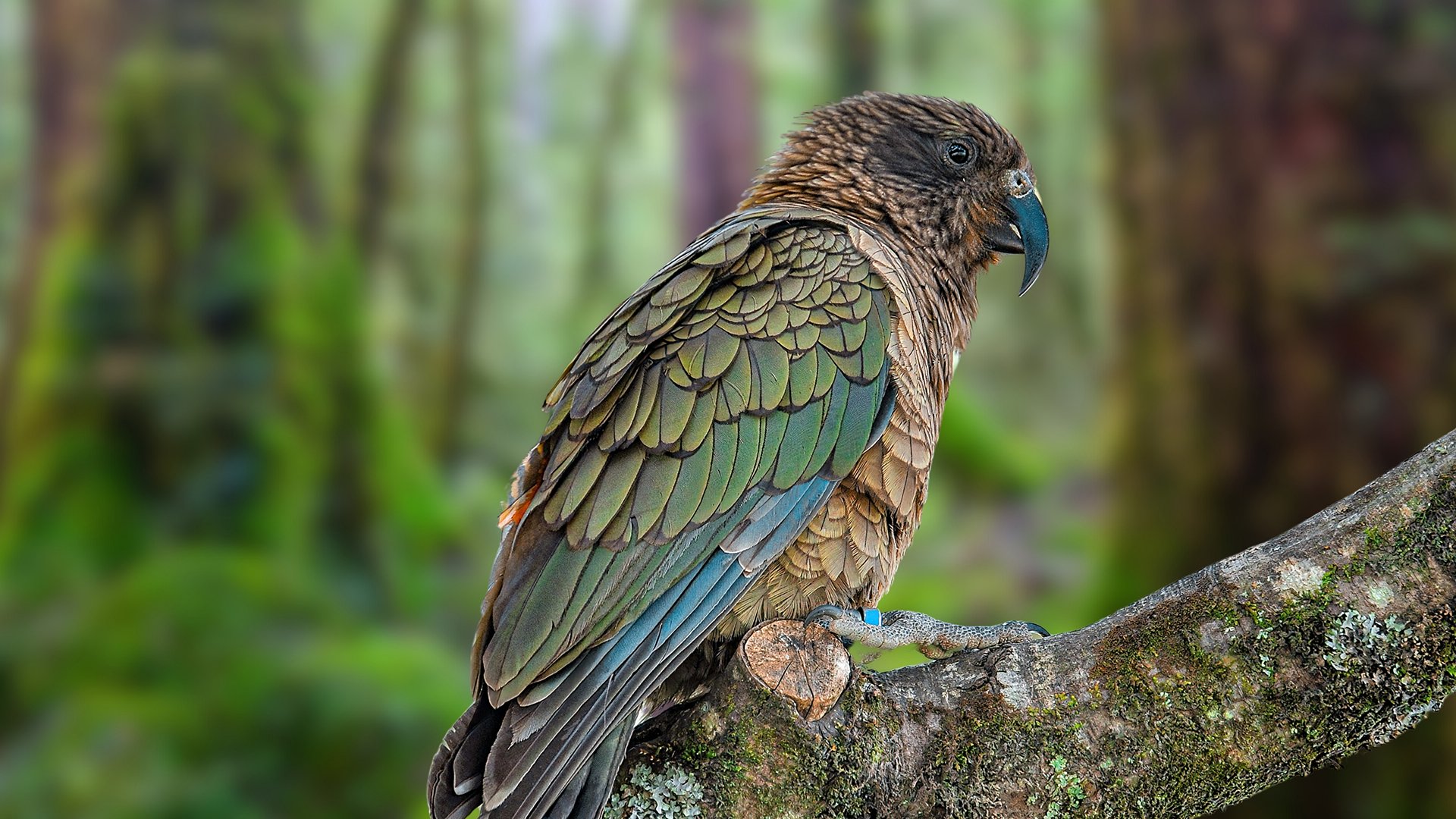 Kakapo