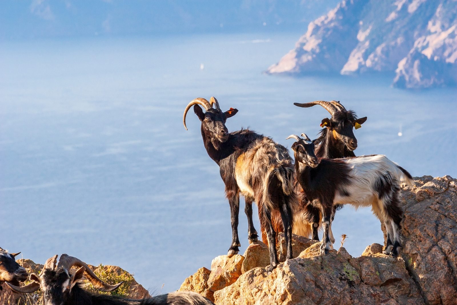 Stado kóz nad Zatoką Porto, Korsyka, Francja.