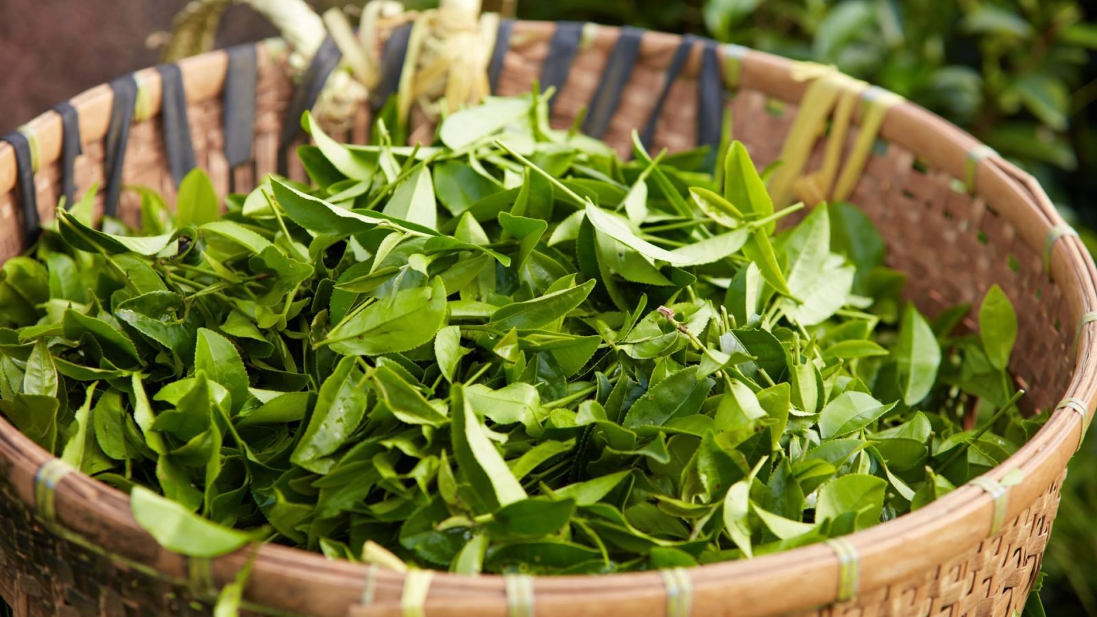 herbata-cejlonska-dowiedz-sie-wiecej-o-herbacie-ze-sri-lanki-galeria-1