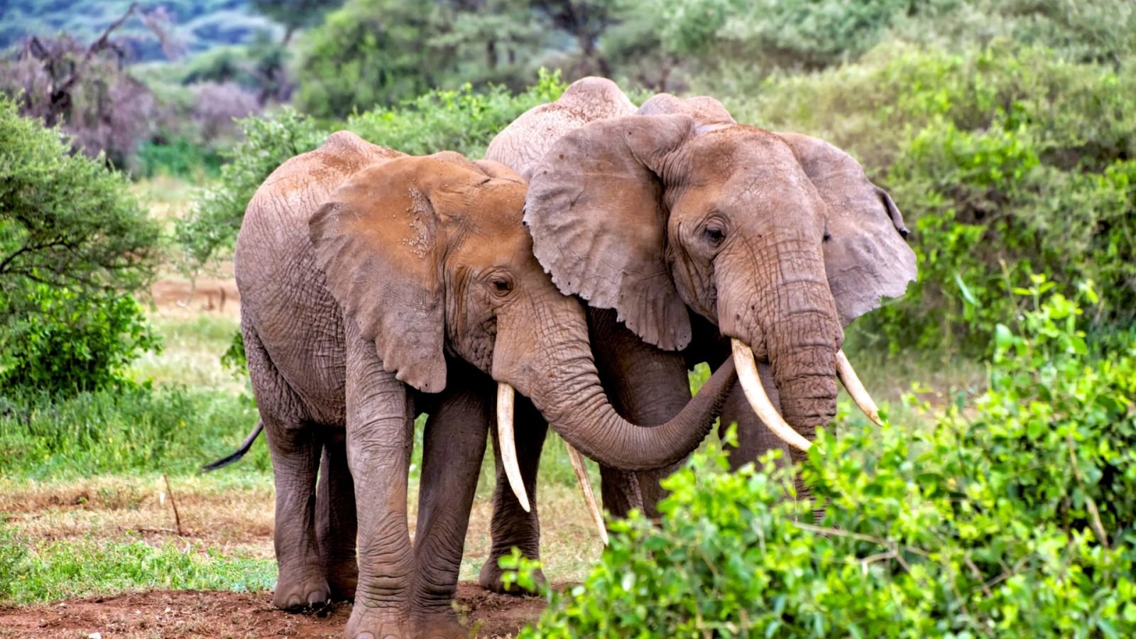 wakacje-na-zanzibarze-dlaczego-warto-sie-tam-wybrac-galeria-1