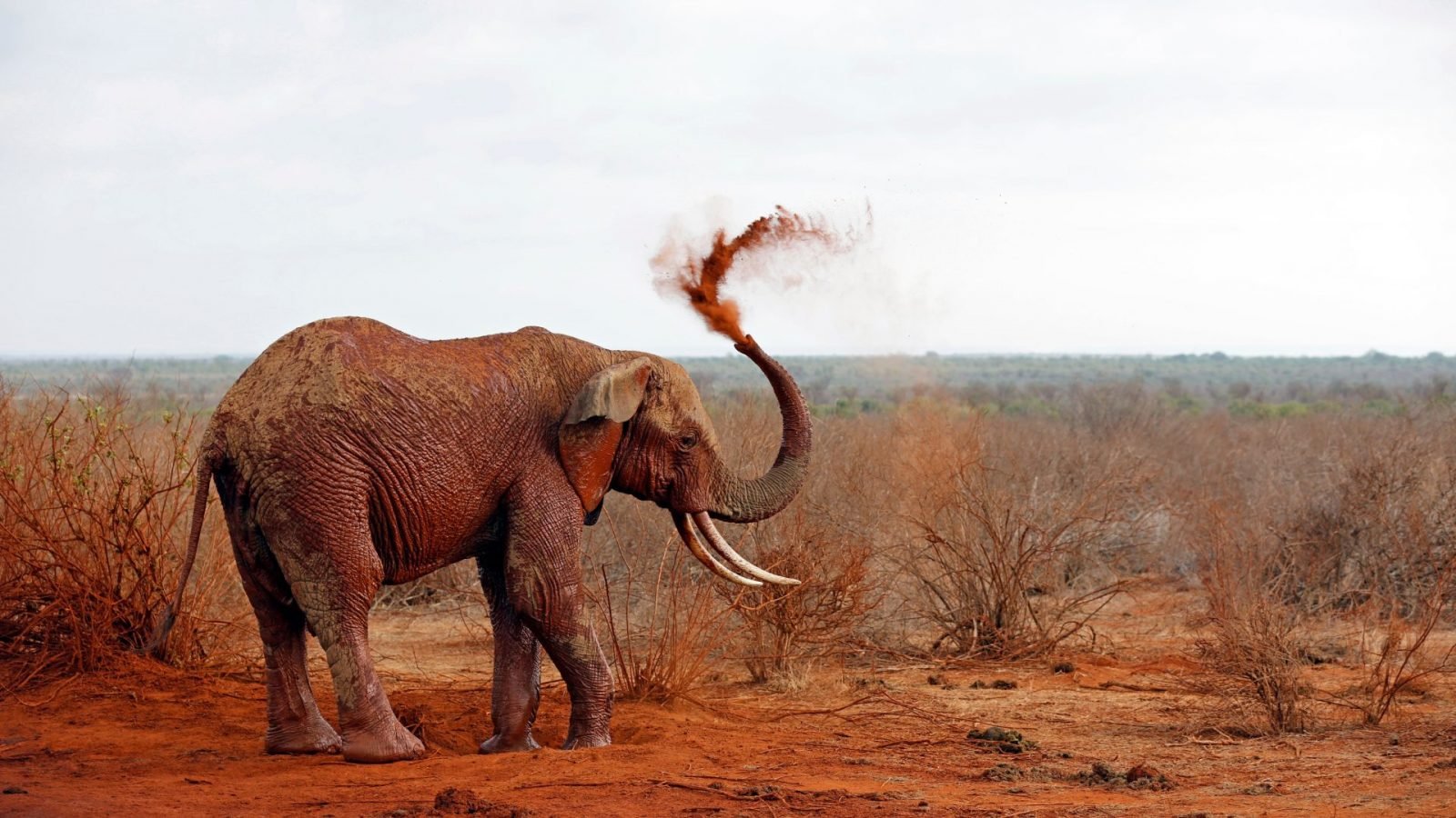 jak-wyglada-safari-w-kenii-galeria-3