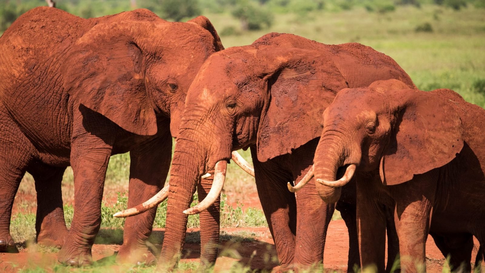 jak-wyglada-safari-w-kenii-galeria-1