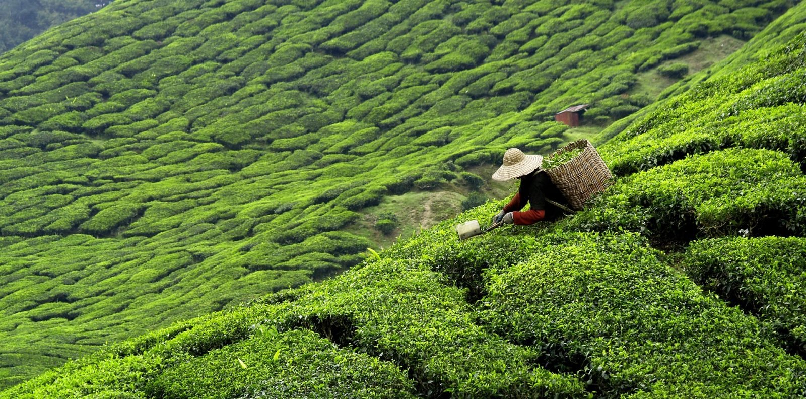 wakacje-na-sri-lance-10-rzeczy-ktore-musisz-zrobic