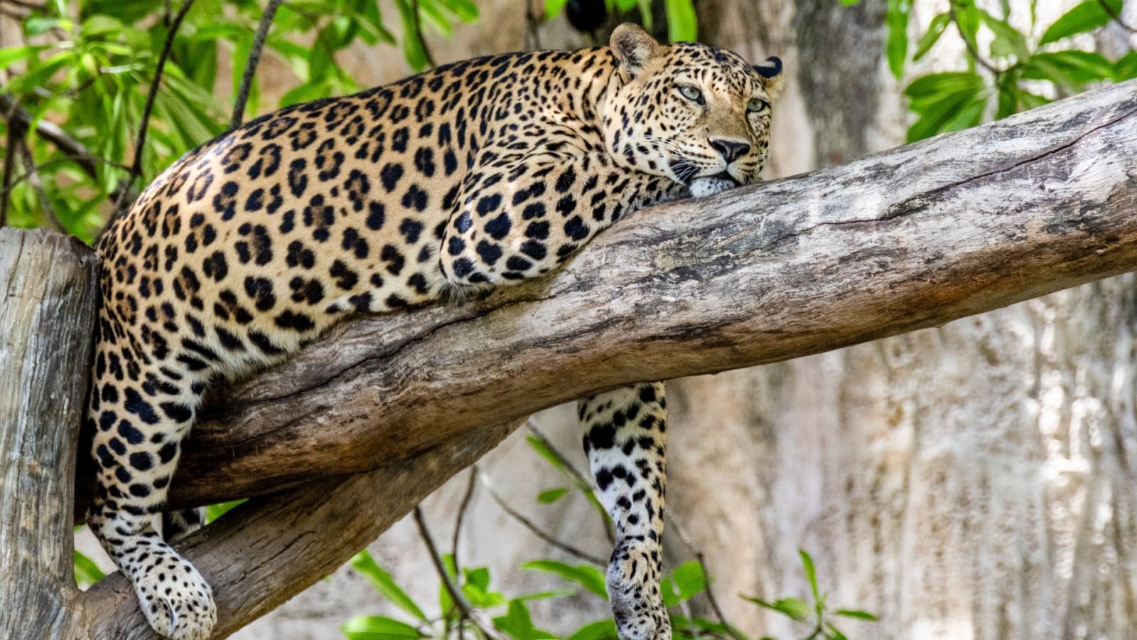 dokad-pojechac-na-safari-w-afryce-top3-kierunki-galeria-1