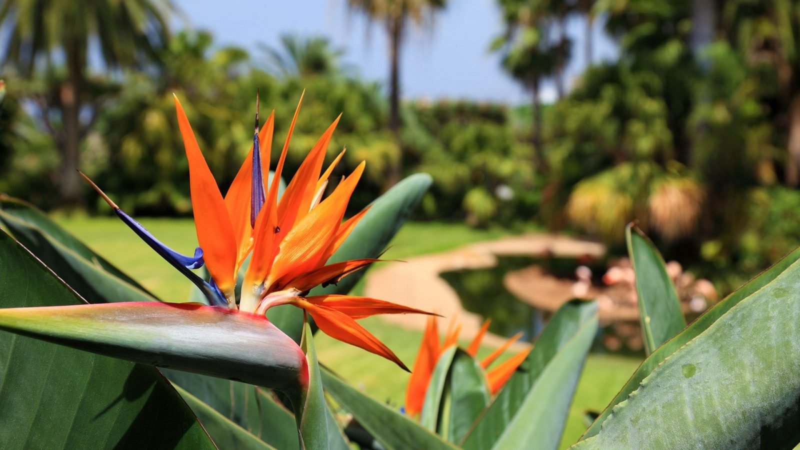 madera-co-warto-wiedziec-przed-wyjazdem-galeria-2