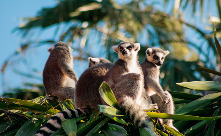 10-powodow-dla-ktorych-warto-odwiedzic-madagaskar