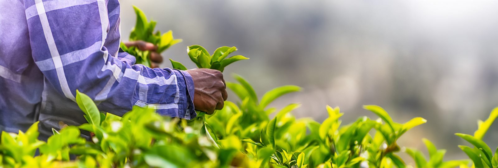 herbata-cejlonska-dowiedz-sie-wiecej-o-herbacie-ze-sri-lanki