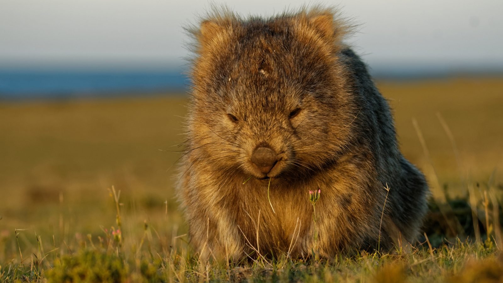 Wombat