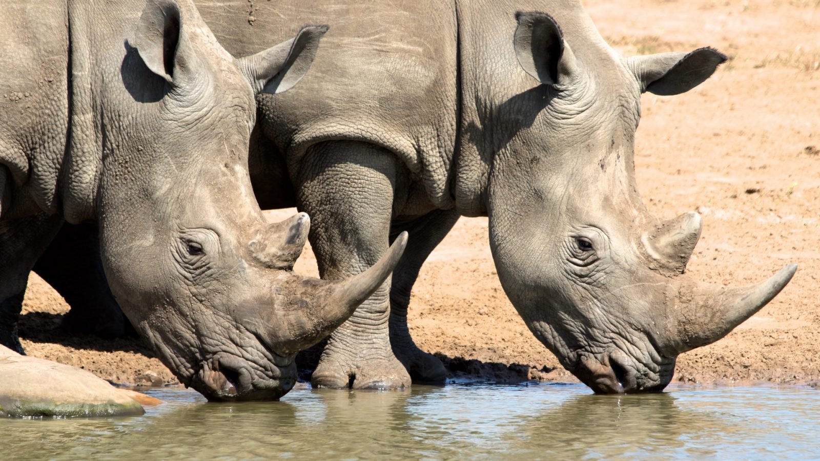 dokad-pojechac-na-safari-w-afryce-top3-kierunki-galeria-2