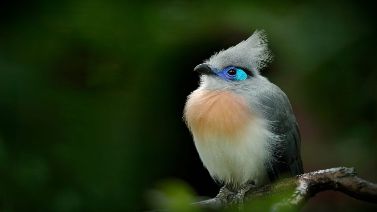 Ptaki na Madagskarze