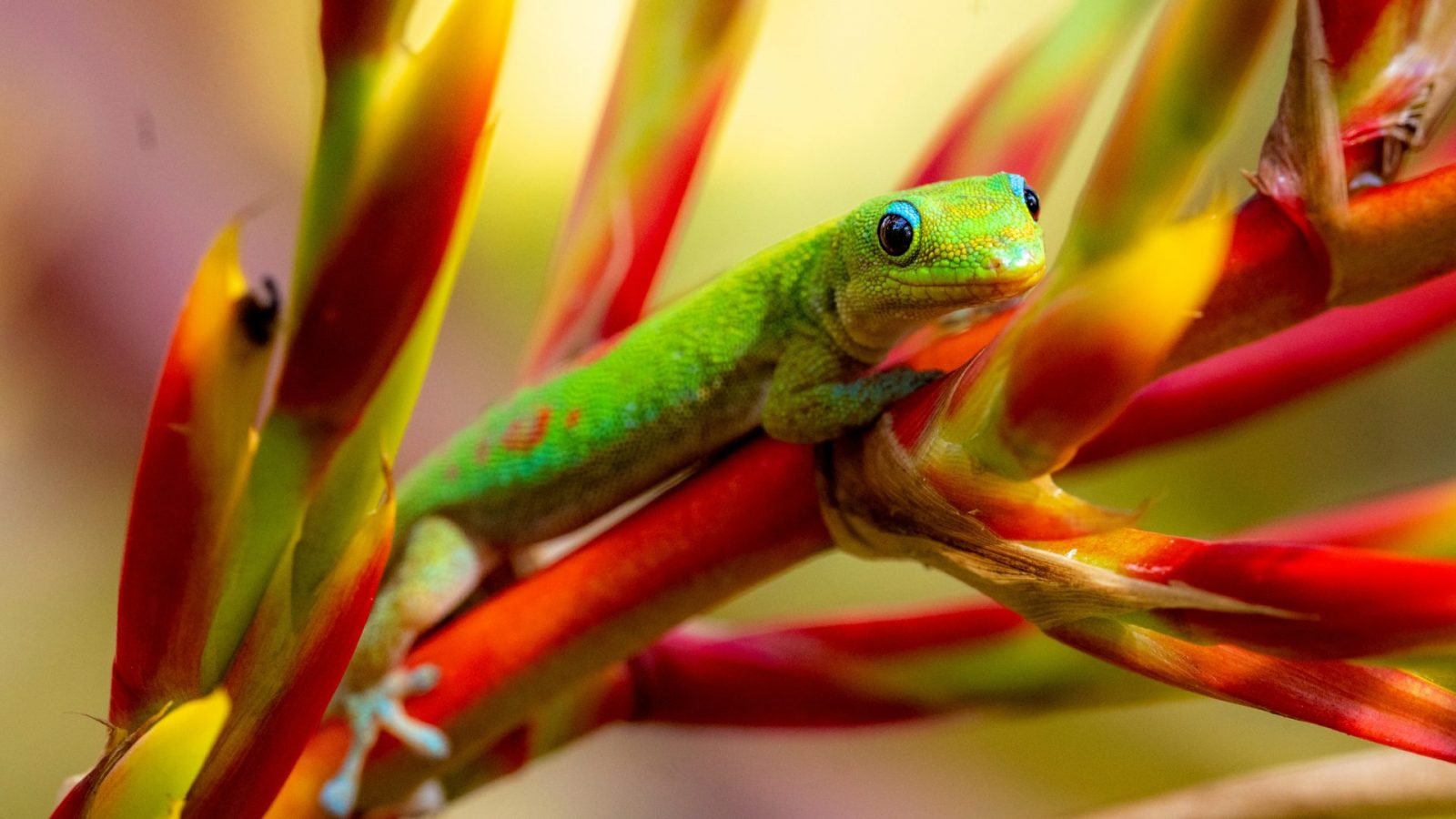 Zwierzęta na Madagaskarze