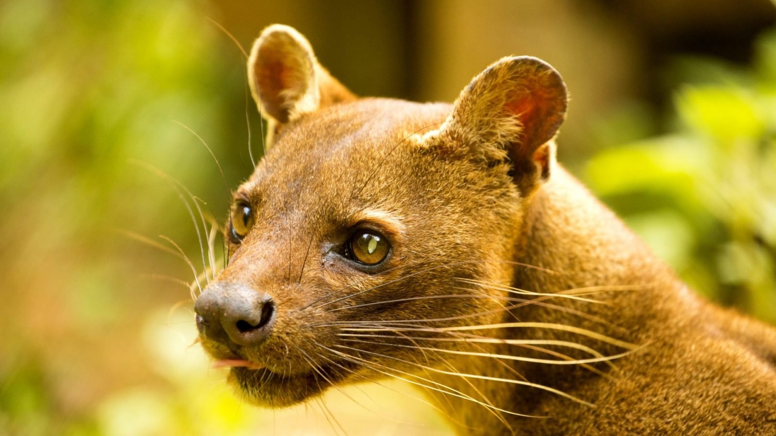 Fossa Madagaskarska