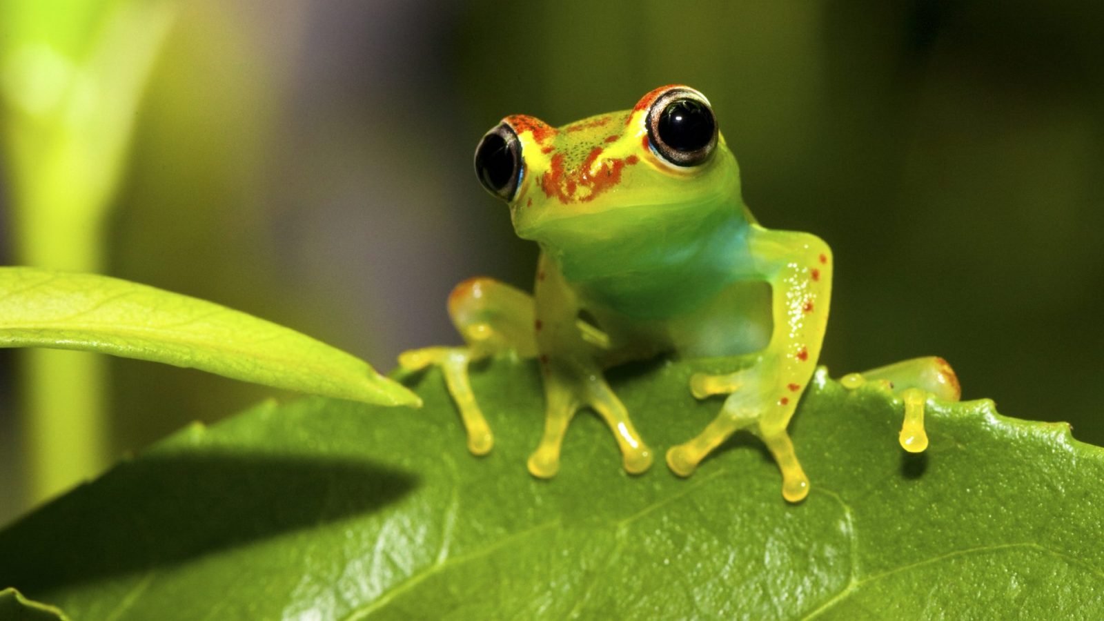 Fauna na Madagaskarze - Żaba