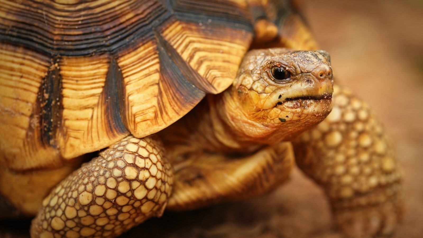 Żółw Madagaskarski - Zwierzęta Madagaskaru