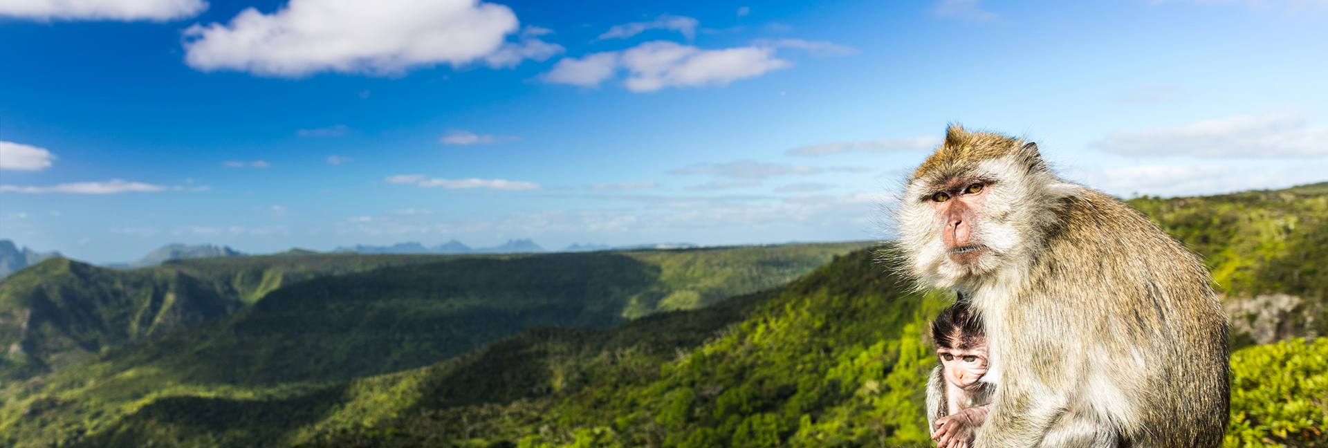 małpa na mauritiusie