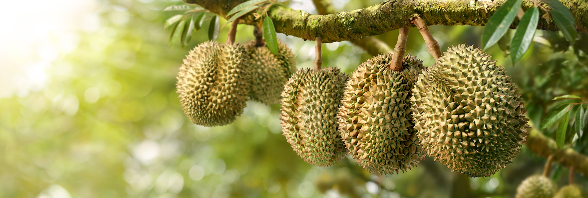 jak-naprawde-pachnie-i-smakuje-durian