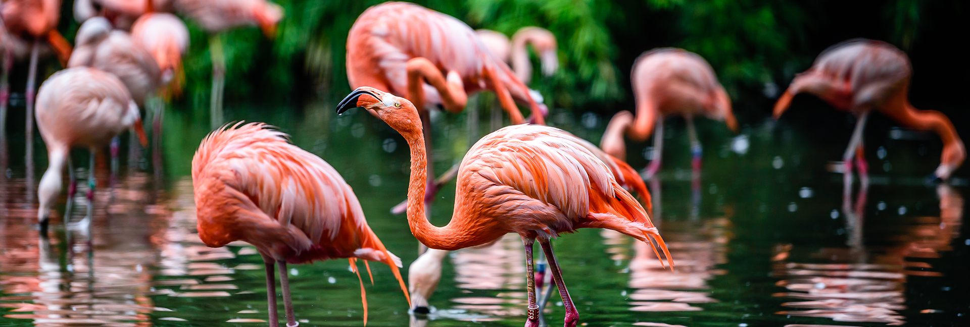 flamingi