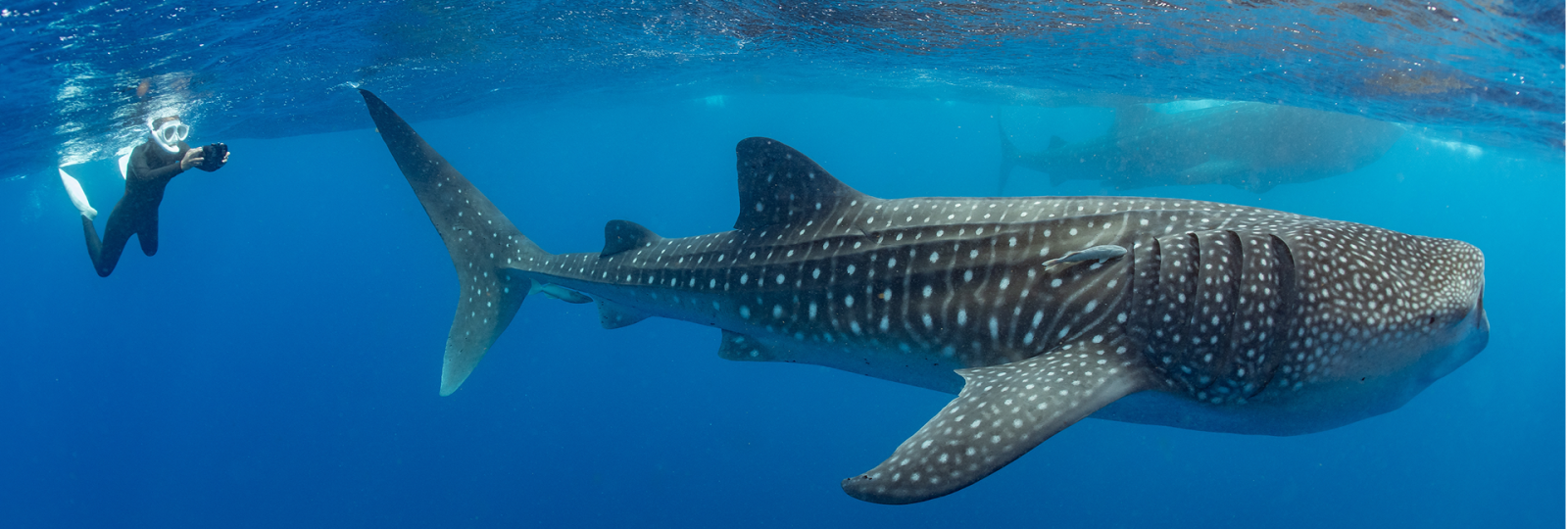 czy-w-egipcie-sa-rekiny