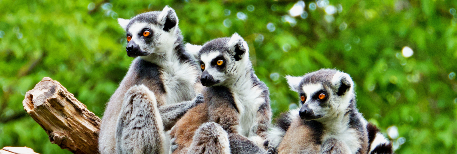 madagaskar-6-rzeczy-ktore-musisz-wiedziec-przed-wyjazdem