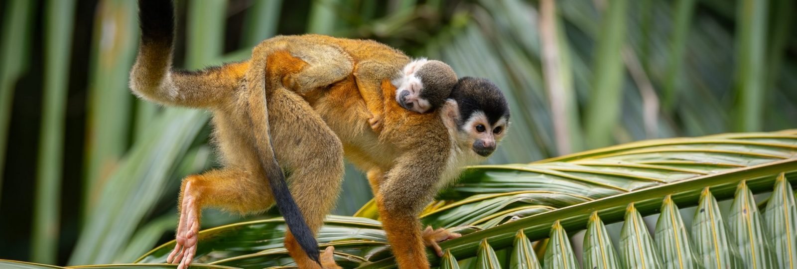 Jakie zwierzęta spotkasz podczas podróży do Kostaryki?